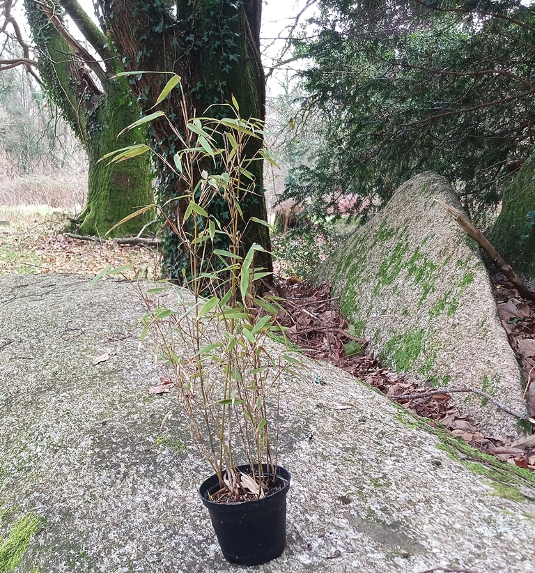 Bambou non traçant Fargesia rufa