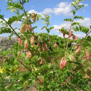 Baguenaudier - Colutea arborescens