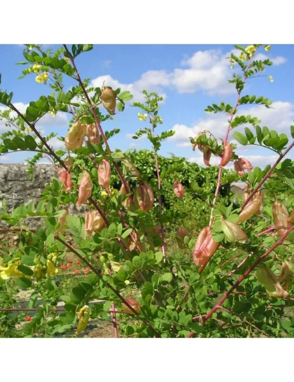 Baguenaudier - Colutea arborescens
