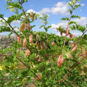 Baguenaudier - Colutea arborescens