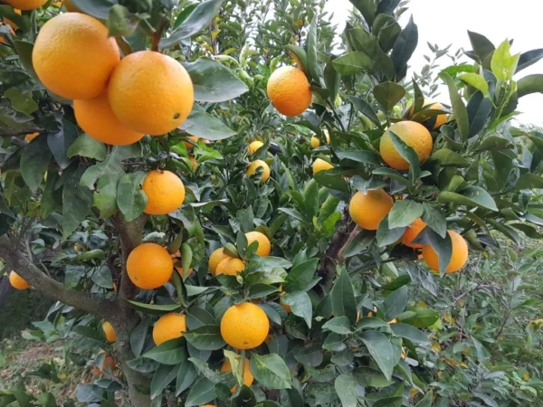 Oranger - Navelina - Citrus sinensis