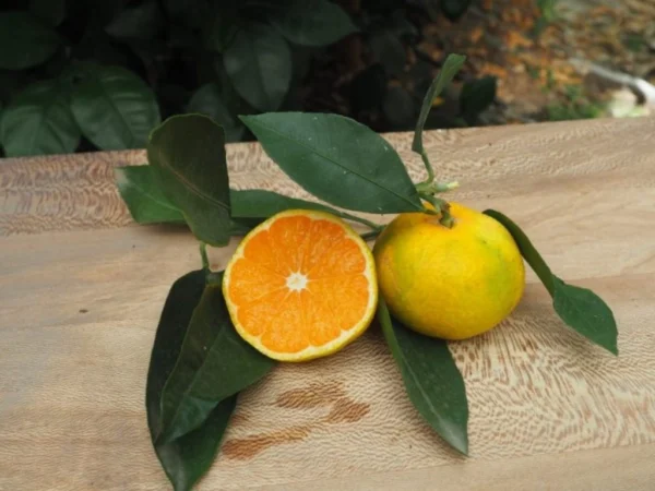 Mandarine - Satsuma Iwasaki - Citrus unshiu