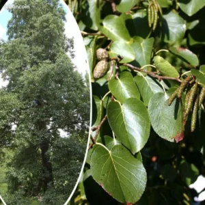 Aulnes de corses - Alnus cordata