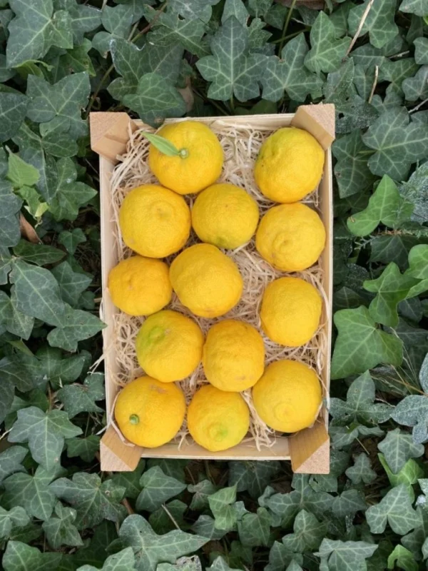 Citronnier Yuzu - Citrus junos – Image 4