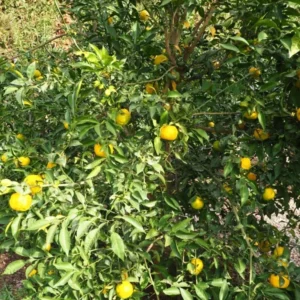 Citronnier Yuzu - Citrus junos