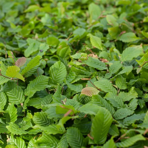 Charme commun - Carpinus betulus – Image 6