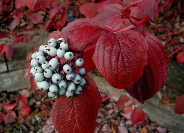 Cornouillier blanc - Cornus alba – Image 3
