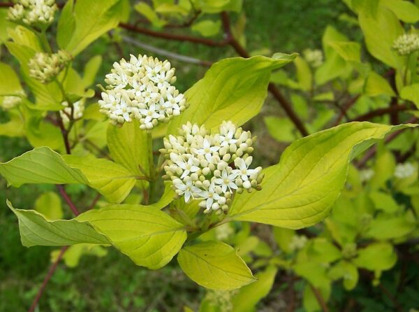 Cornouillier blanc - Cornus alba – Image 2