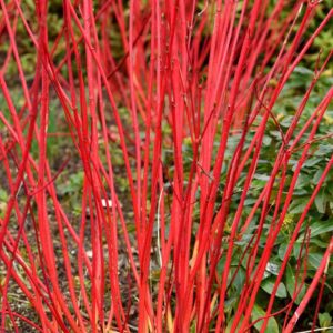 Cornouillier blanc - Cornus alba