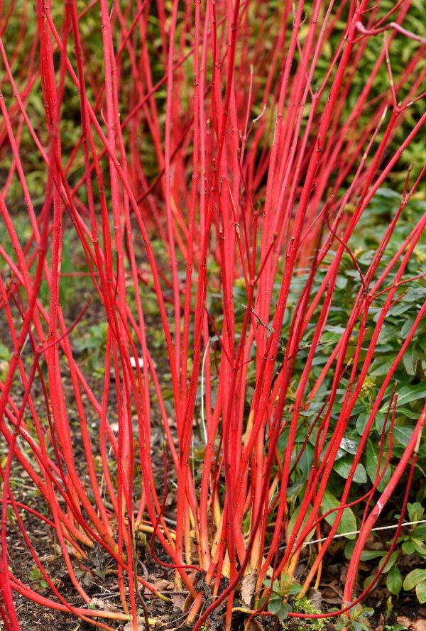 Cornouillier blanc - Cornus alba