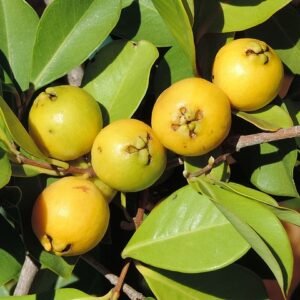 Goyave Fraise - Psidium cattleianum