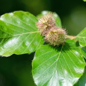 Hêtre - Fagus sylvatica