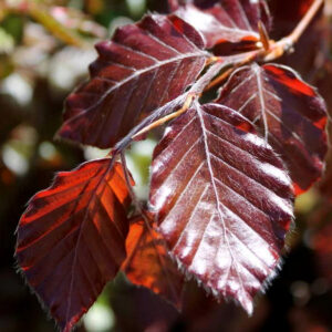 Hêtre pourpre - Fagus sylvatica purpurea