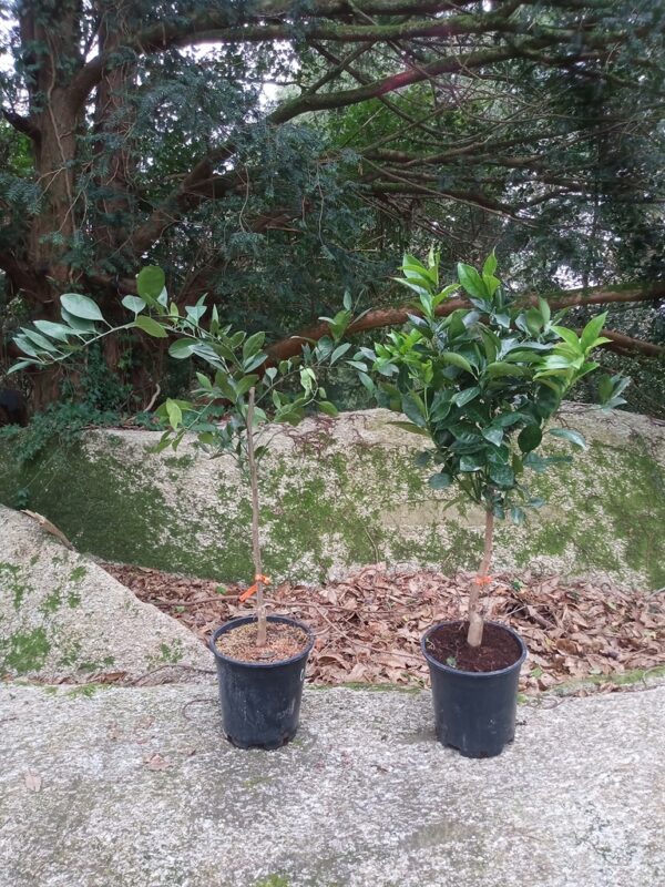 Mandarine - Satsuma owari - Citrus unshiu – Image 4