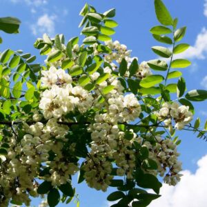 Robinier - Robinia pseudoacacia