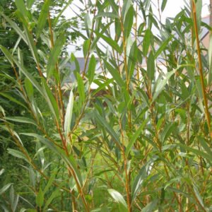 Saules des vanniers - Salix viminalis
