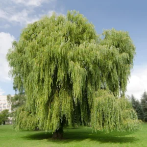 Saule pleureur - Salix alba tristis
