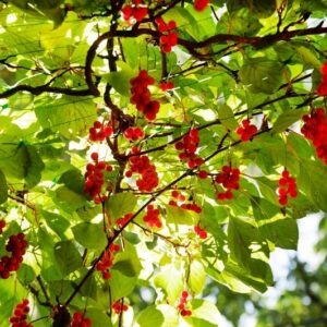 Baie aux 5 saveurs autofertile - Schisandra chinensis Sadova N°1