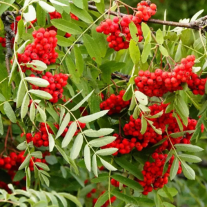 Sorbier des oiseleurs - Sorbus aucuparia