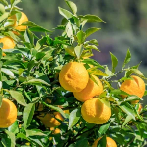 Citronnier Yuzu - Citrus junos