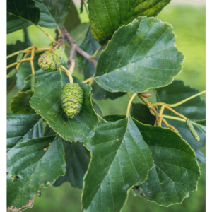 Aulnes glutineux - Alnus glutinosa