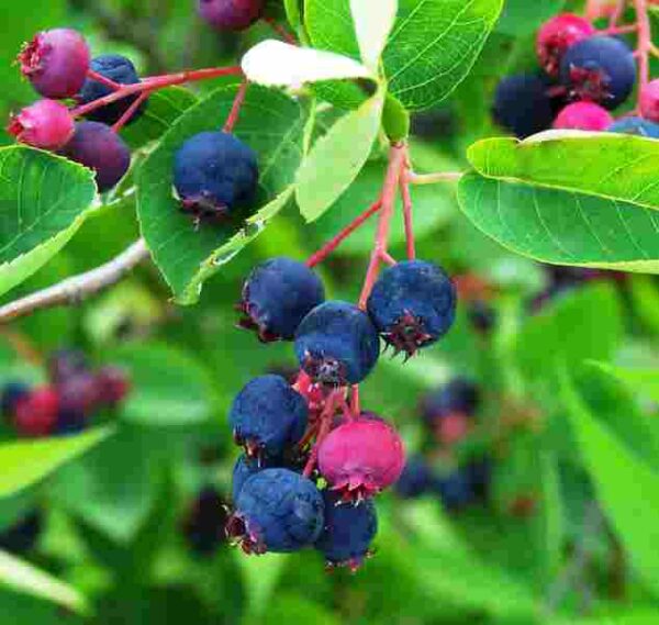 Amélanchier du canada - Amelanchier canadensis