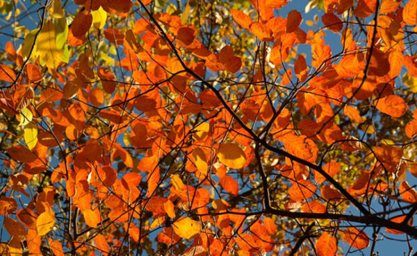 Amélanchier du canada - Amelanchier canadensis – Image 4