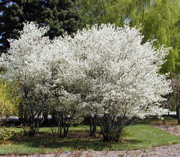 Amélanchier du canada - Amelanchier canadensis – Image 3