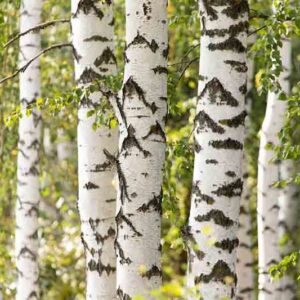 Bouleau blanc - Betula verrucosa