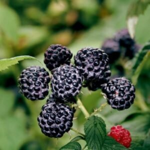 Framboisier noire Black Jewel - Rubus occidentalis