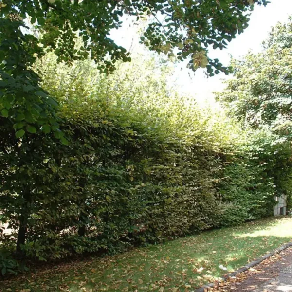 Charme commun - Carpinus betulus – Image 3