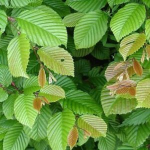 Charme commun - Carpinus betulus