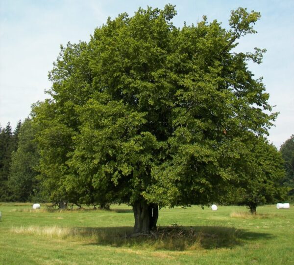 Charme commun - Carpinus betulus – Image 2