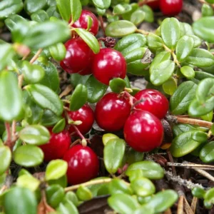 Canneberge pilgrim - Vaccinium macrocarpon