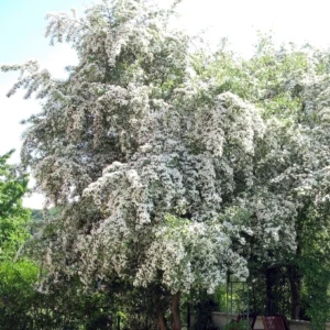 Aubépine - Crataegus monogyna