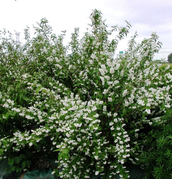 Deutzie à fleurs blanches - Deutzia magnifica – Image 2