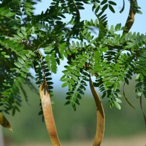 Févier d'Amérique sans épines - Gleditsia triacanthos inermis