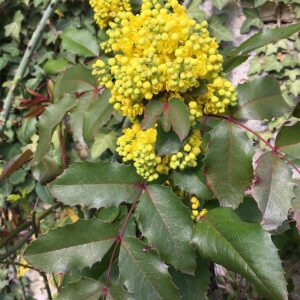 Mahonia faux houx - Mahonia aquifolium