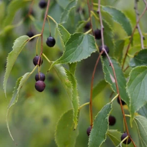 Micocoulier de Provence - Celtis australis