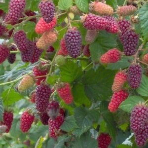 Muroise sans épines - Tayberry - Rubus fruticosus Buckingham