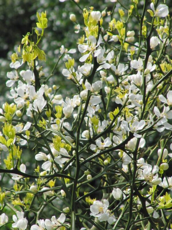 Poncirus Trifoliata – Image 3