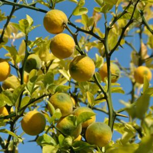 Poncirus Trifoliata