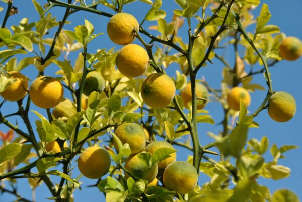 Poncirus Trifoliata