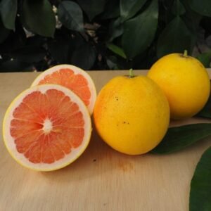 Pomelo Star ruby - Citrus × paradisi
