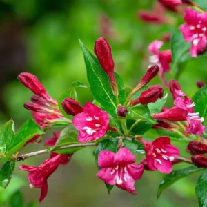 Weigelia Bristol ruby - Weigelia florida