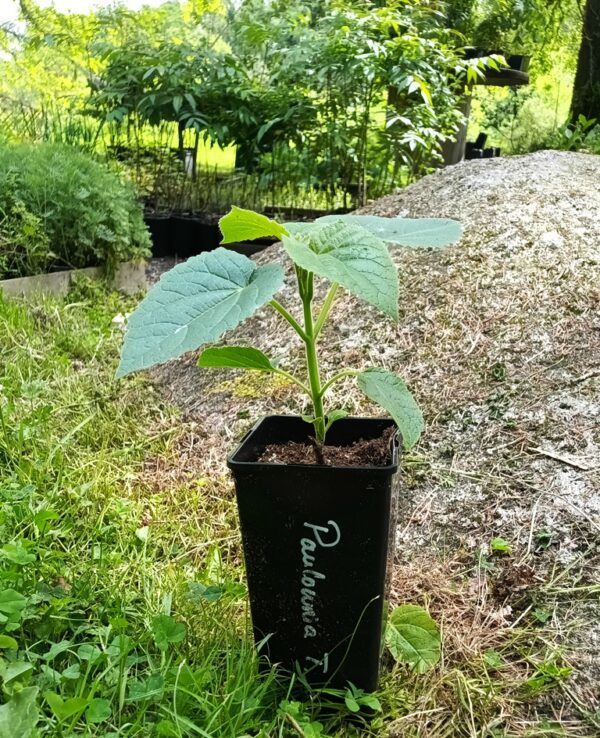 Arbre Impérial - Paulownia Tomentosa – Image 4