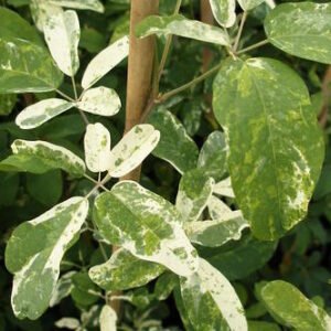 Akébie à cinq feuilles panaché