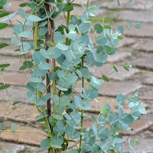 Gommier argenté - Eucalyptus Baby Blue