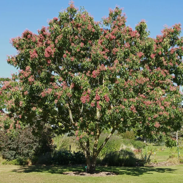 Arbre à miel - Tetradium danielii – Image 4