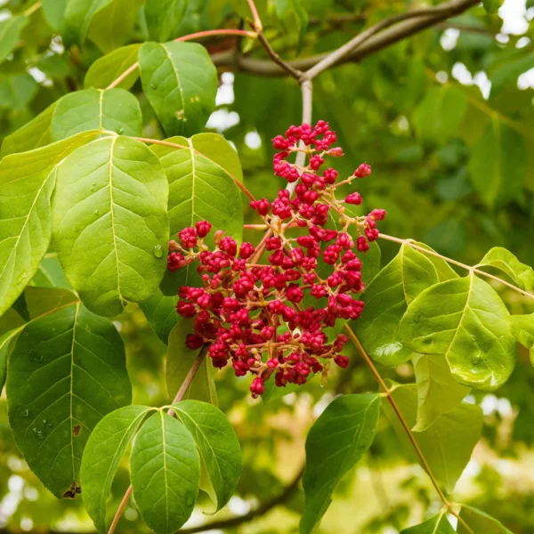 Arbre à miel - Tetradium danielii – Image 2